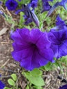 Petunia Ãâ atkinsiana is a Petunia plant \